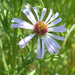 Suisun Marsh Aster - Photo (c) Henry Fabian, all rights reserved, uploaded by Henry Fabian