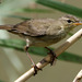 Middendorff's Grasshopper-Warbler - Photo (c) Kim, Hyun-tae, all rights reserved, uploaded by Kim, Hyun-tae