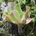 Echeveria gibbiflora - Photo (c) Zabdiel Peralta, כל הזכויות שמורות