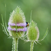 Wild Teasel - Photo (c) BJ Stacey, all rights reserved