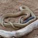Baja California Coachwhip - Photo (c) screws, all rights reserved, uploaded by screws