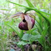 Cypripedium tibeticum - Photo (c) Amy, all rights reserved, uploaded by Amy
