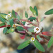 Euphorbia pediculifera linearifolia - Photo (c) BJ Stacey, όλα τα δικαιώματα διατηρούνται