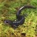 South Carolina Slimy Salamander - Photo (c) mikeygraz, all rights reserved