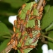 Lesser Paper Wasps - Photo (c) Roger C. Kendrick, all rights reserved, uploaded by Roger C. Kendrick