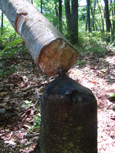 Medium