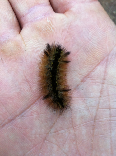 Silver-spotted Tiger Moth (lophocampa Argentata) · Inaturalist