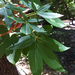 Square