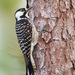Red-cockaded Woodpecker - Photo (c) Judd Patterson, all rights reserved, uploaded by Judd Patterson