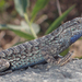 Great Basin Fence Lizard - Photo (c) Cedric Lee, all rights reserved
