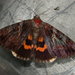 Little Wife Underwing - Photo (c) Hugh McGuinness, all rights reserved, uploaded by Hugh McGuinness