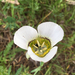 Gunnison's Mariposa Lily - Photo (c) Lindsey Elizabeth Phillips, all rights reserved, uploaded by Lindsey Elizabeth Phillips