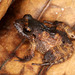 Stejneger's Robber Frog - Photo (c) aartse_tuyn, all rights reserved