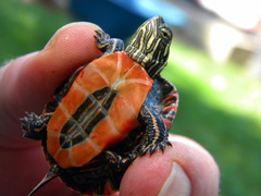 Small