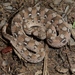 African Saw-scaled Viper - Photo (c) Toby Hibbitts, all rights reserved, uploaded by Toby Hibbitts