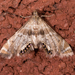 Petrophila fulicalis - Photo (c) Mark Etheridge, כל הזכויות שמורות