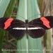Crimson-patched Longwing - Photo (c) Juan Carlos Garcia Morales, all rights reserved, uploaded by Juan Carlos Garcia Morales