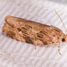Macrame Moth - Photo (c) Mark Etheridge, all rights reserved