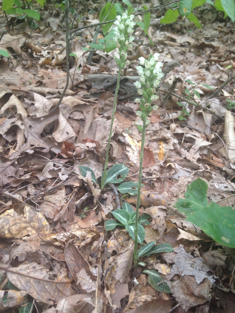 Downy Rattlesnake Plantain (Bruce Peninsula Orchids) · iNaturalist