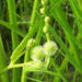 Floating Bur-Reed - Photo (c) sapsbks, all rights reserved, uploaded by sapsbks