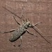 Monochamus notatus - Photo (c) sapsbks, todos los derechos reservados, subido por sapsbks