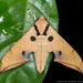 Sphinx Moths - Photo (c) Manoj Kumar Tuteja, all rights reserved