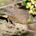 Buller's Spiny Lizard - Photo (c) Julio Alejandro Álvarez Ruiz, all rights reserved, uploaded by Julio Alejandro Álvarez Ruiz