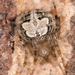 Araña Mariposa - Photo (c) Mark Etheridge, todos los derechos reservados