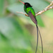Red-billed Streamertail - Photo (c) Judd Patterson, all rights reserved, uploaded by Judd Patterson