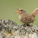 Pacific Wren - Photo (c) Judd Patterson, all rights reserved, uploaded by Judd Patterson