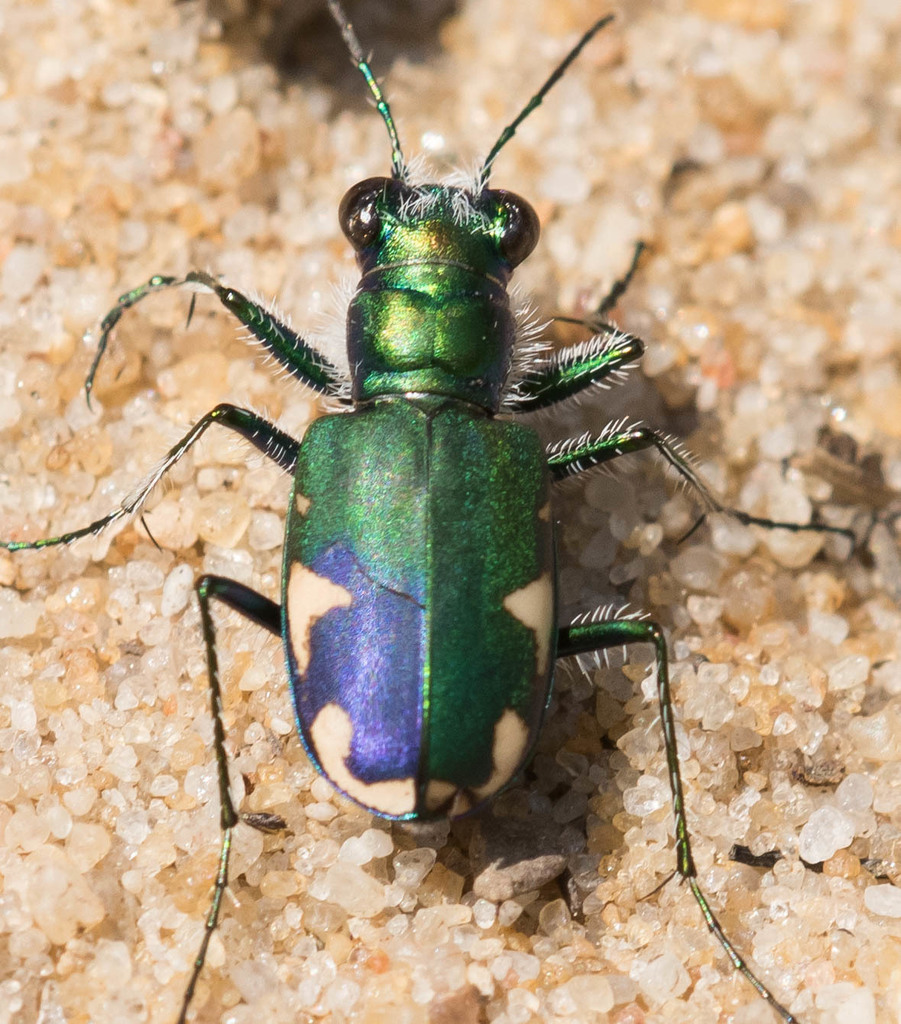 Festive Tiger Beetle from North Tara Road, Hurlock, Maryland on April