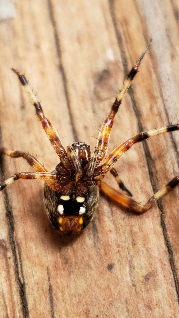 Red Femured Spotted Orbweaver From Christiana DE 19702 USA On October