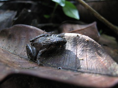 Small