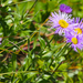 Leafy Aster - Photo (c) Wendy Feltham, all rights reserved, uploaded by Wendy Feltham