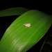 Agua Buena Robber Frog - Photo (c) redpine, all rights reserved