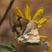 Darker-spotted Straw Moth - Photo (c) NatureShutterbug, all rights reserved, uploaded by Lynn Watson, Santa Barbara