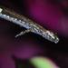 Savage's Worm Salamander - Photo (c) redpine, all rights reserved, uploaded by redpine