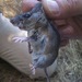 Brush Mouse - Photo (c) angie94945, all rights reserved