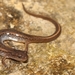 Oklahoma Salamander - Photo (c) Andrew Hoffman, all rights reserved