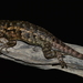 Eastern Spiny Lizard - Photo (c) Manuel Nevárez, all rights reserved