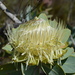 Protea nitida - Photo (c) James Ojascastro, todos los derechos reservados
