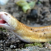 Red Worm Lizard - Photo (c) Alvarovelasua, all rights reserved, uploaded by Alvarovelasua