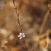 Stephanomeria elata - Photo (c) Len Mazur, todos los derechos reservados, uploaded by Len Mazur