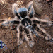 Tarántula Enchinada - Photo (c) arachnida, todos los derechos reservados, subido por arachnida