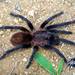 Schizopelma bicarinatum - Photo (c) arachnida, todos los derechos reservados, uploaded by arachnida