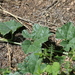 Apodanthera undulata - Photo (c) Jay Keller, όλα τα δικαιώματα διατηρούνται, uploaded by Jay Keller