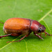 May Beetles - Photo (c) John and Kendra Abbott, all rights reserved, uploaded by John Abbott
