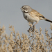 Bell's Sparrow - Photo (c) Filip Tkaczyk, all rights reserved, uploaded by Filip Tkaczyk