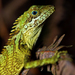 Robinson's Anglehead Lizard - Photo (c) Matthieu Berroneau, all rights reserved