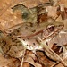 Coastal Plains Leopard Frog - Photo (c) Elin Pierce, all rights reserved, uploaded by Elin Pierce